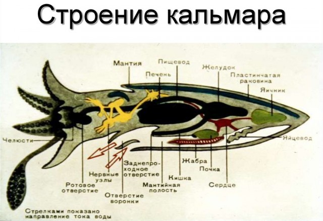 Игра в кальмара