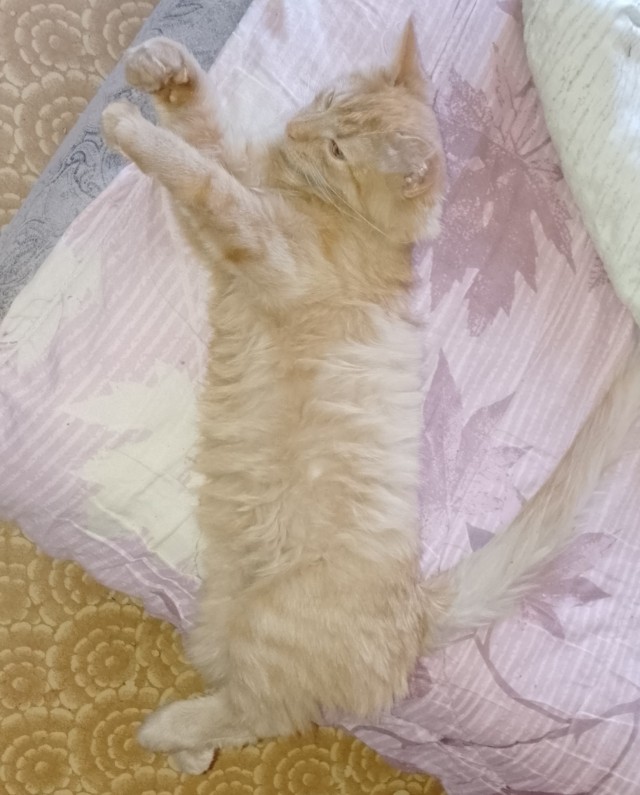 Котовторник. Где коты? Мой вот!