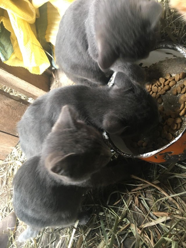 Кошаки