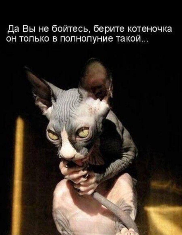 Оставил окорочка размораживаться на кухне...