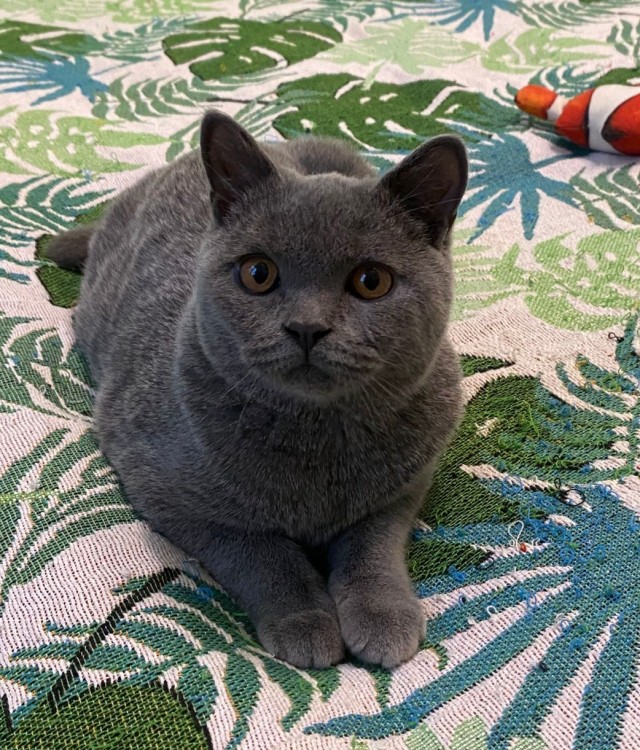 Чутка кошек