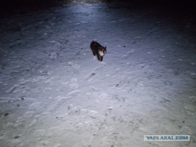 Жизнь домашнего приюта для котеек 568