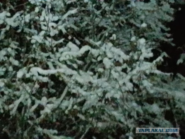 Жизнь домашнего приюта для котеек 571