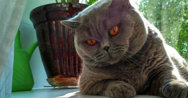 Котофторник жеж