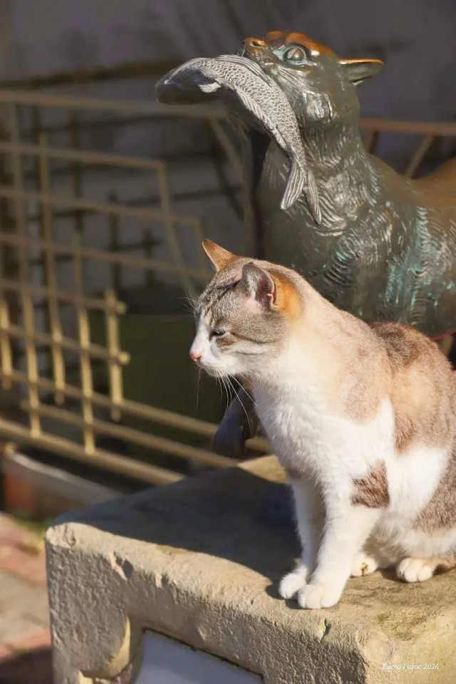 Уличные котики