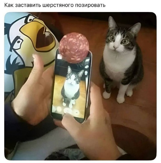 Котовторник же, хватит спать!
