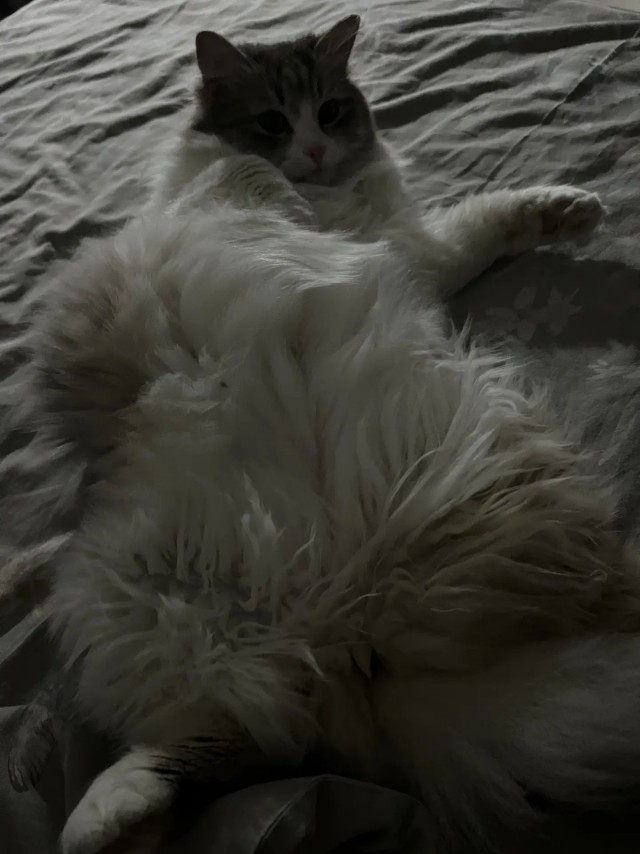 Котское.