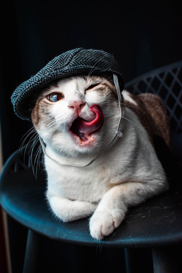 Острые козырьки (котовторник).