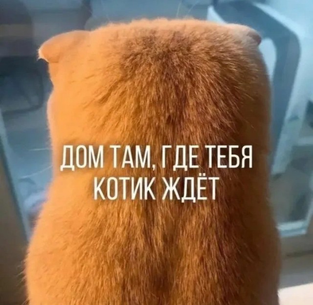 Умер кот