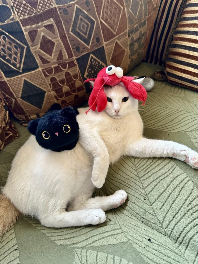 Было — Стало (котовторник)