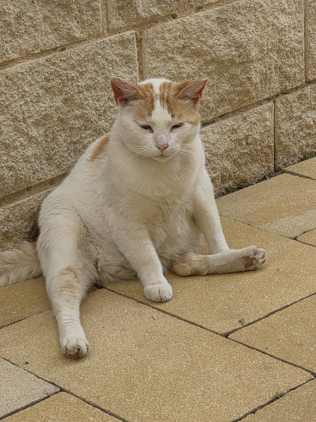 Очередной котовторник
