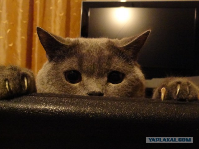Котовторник   31.12.  2013