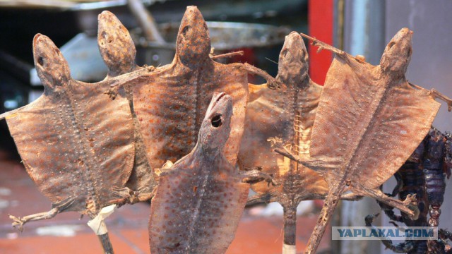 Последствия укуса ящерицы