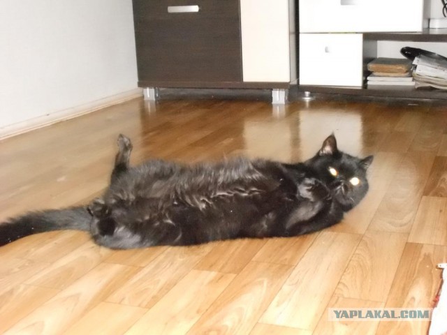 Котовторник 27.5.2014