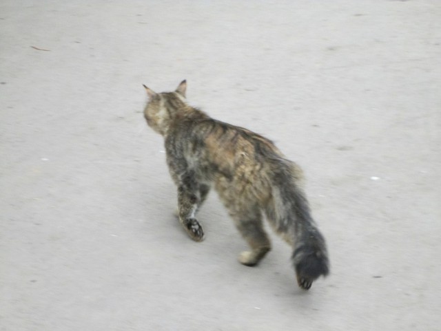 Котовторник 17.06.2014