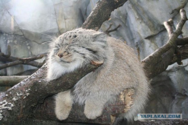 Кот Манул