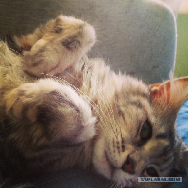Котовторник 05.08.2014