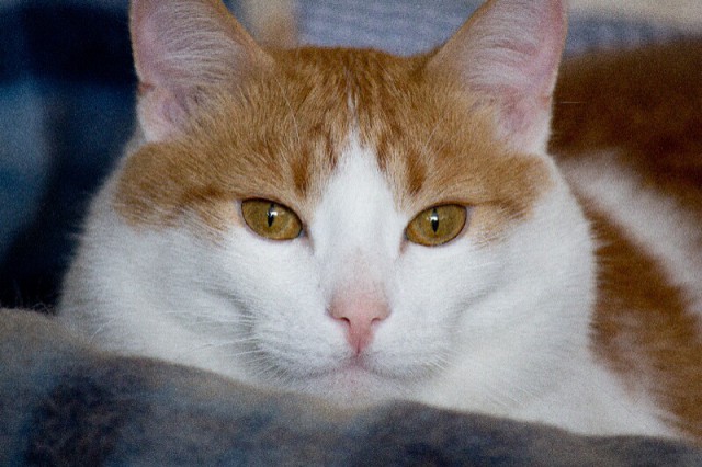 Котовторник 26.08.14.