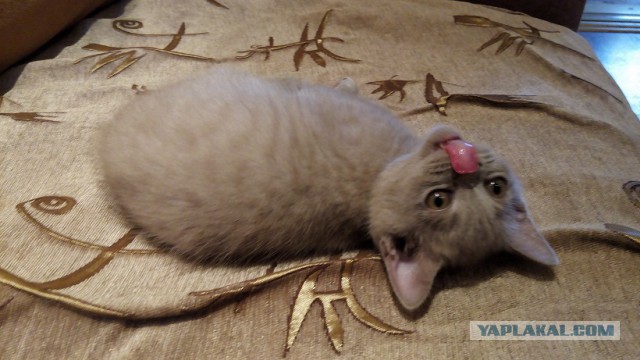 Котовторник 23.12.2014