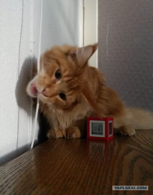 Котовторник