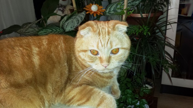 Котовторник 07 04 2015