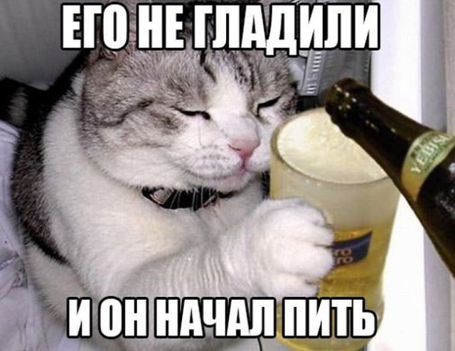 Дал своим кошкам нюхнуть валерианы корня.