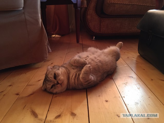 Котовторник