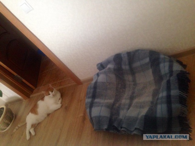 Котовторник 20.10.2015
