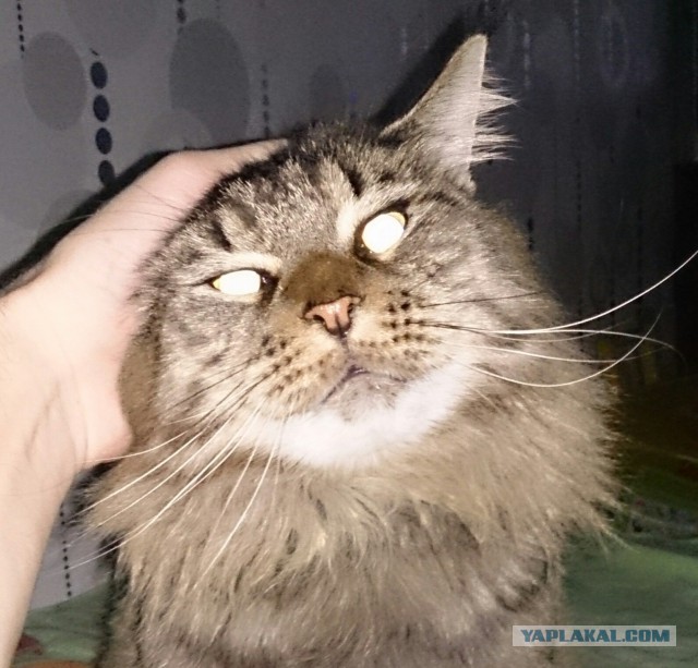 Кошки породы мейн-кун