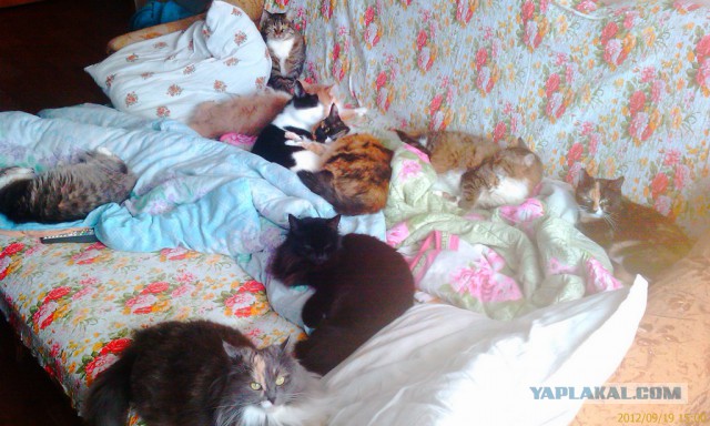 Пост невероятной кошачьей красоты. 25 фот.