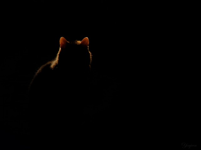 Коты, кошки, котята
