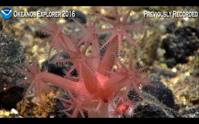 Началась онлайн-трансляция происходящего в самом глубоком месте Земли