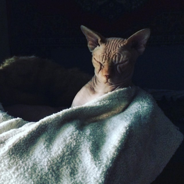 Котовторник 05.07.16