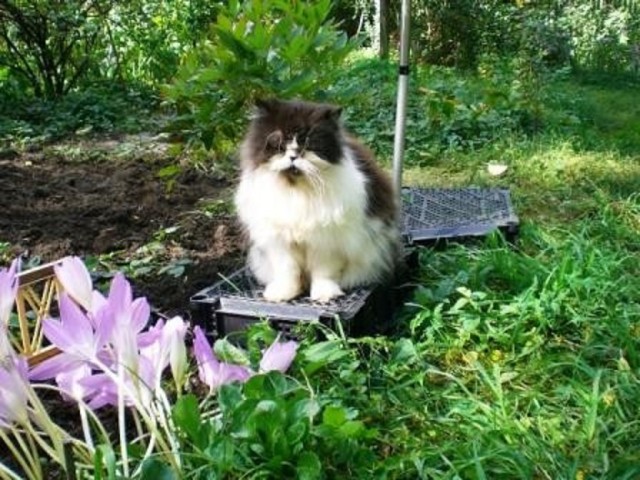 20 мест, в которых не должно было быть кота, но вот он