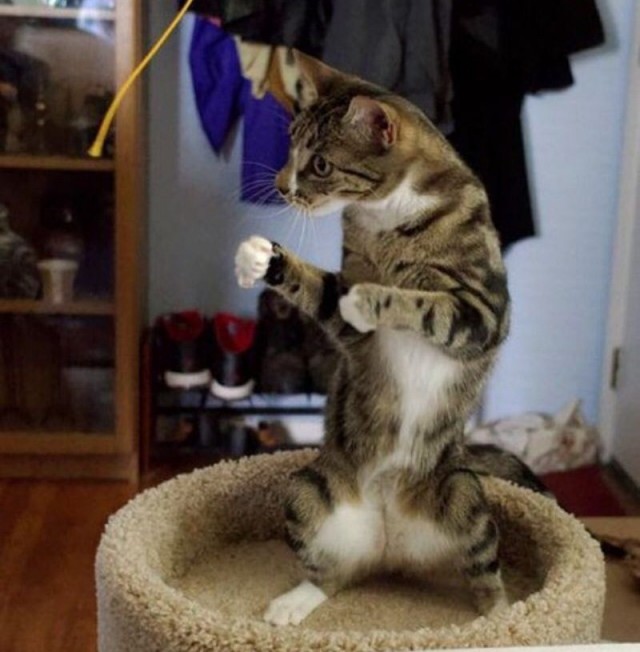 Коты из сети