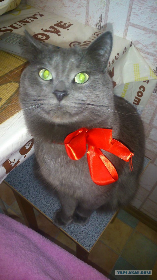 Котовторник 14.03.2017