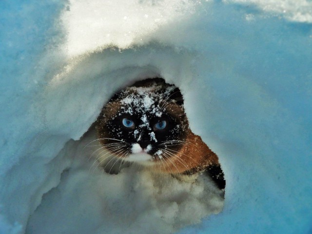 Коты и Кошки