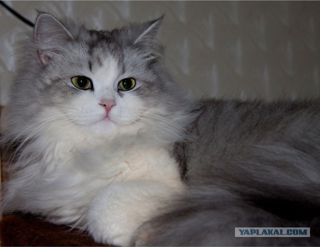 Котовторник 16.05.2017