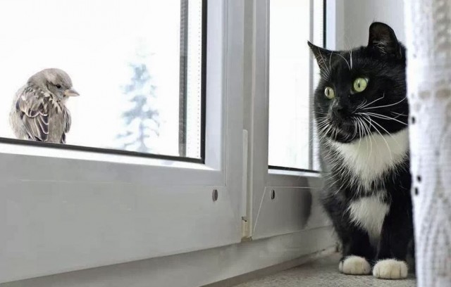 Коты и Кошки