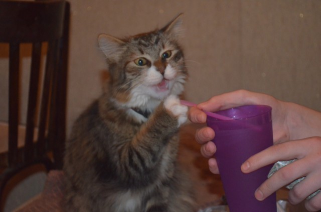 Коты и Кошки