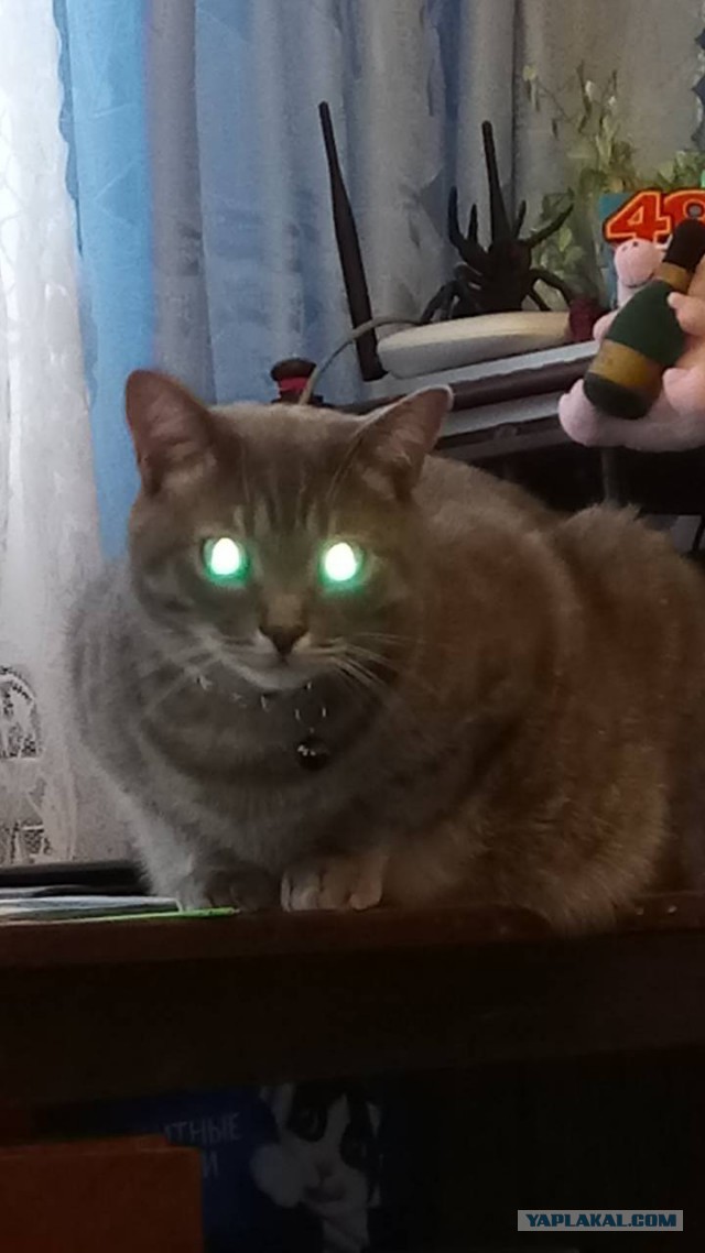 Котовторник  23.01.2018