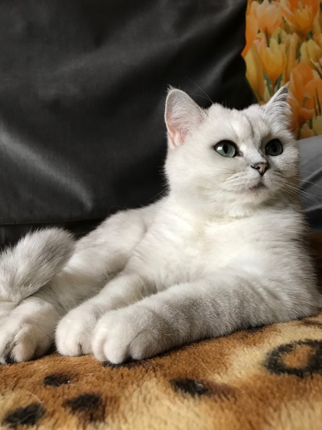 Вся красота беспородных кошек. Котовторнику посвящается.