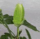 Аватары на заказ
