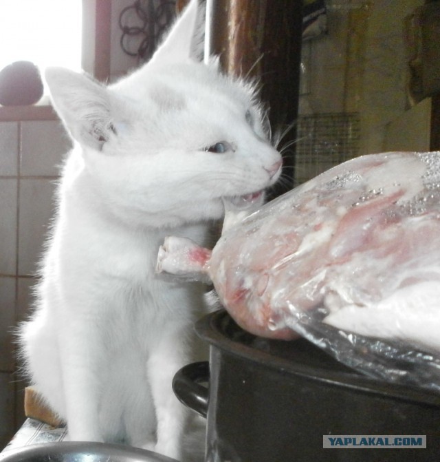 Котовторник 27.02.2018 наступил!