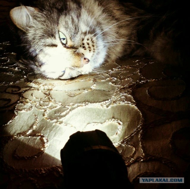 Подборка котов с лампой.
