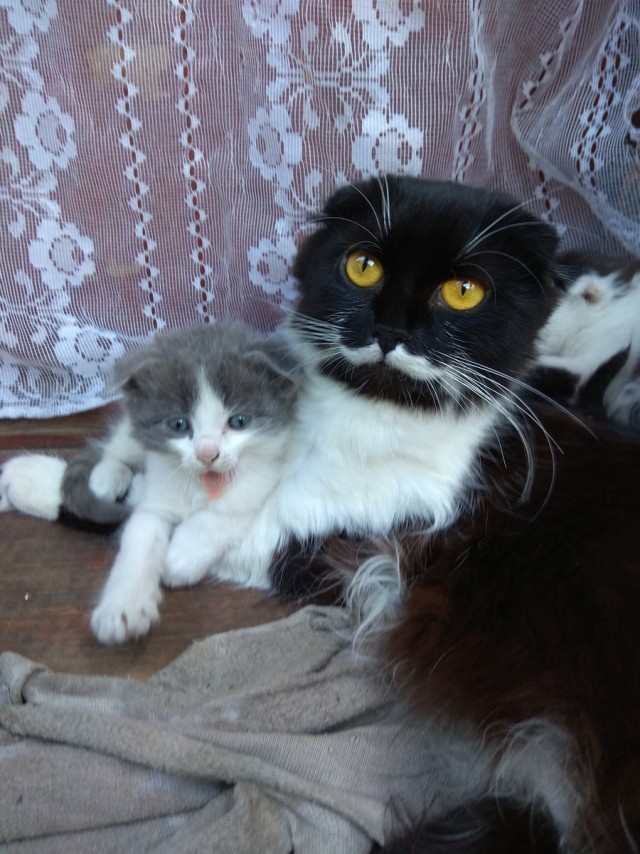 Прикольных котов пост