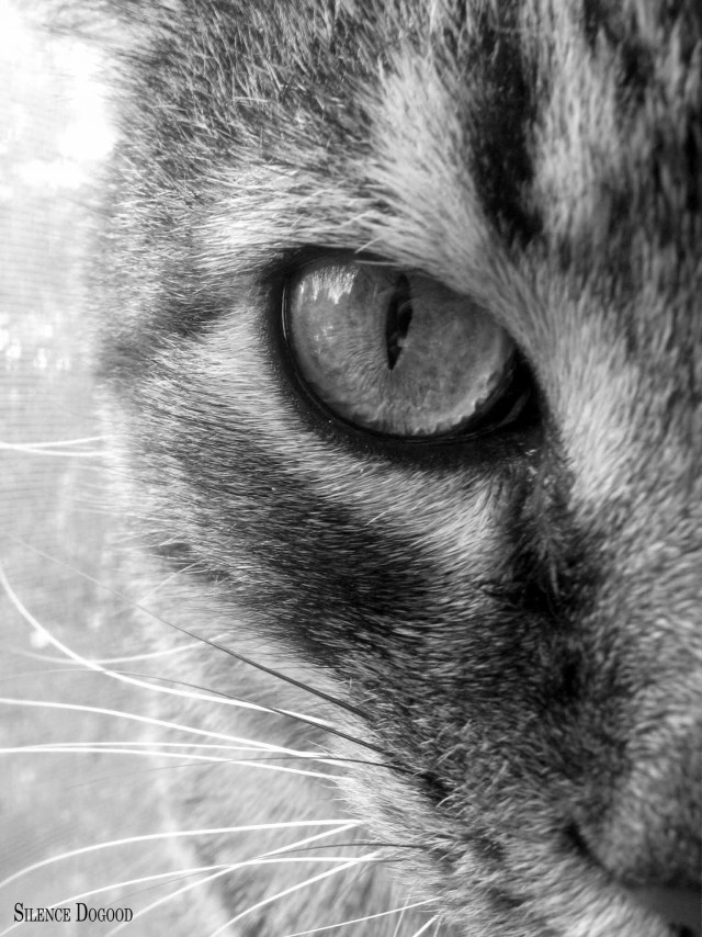 Котовторник: Кошки гаваны и другие!