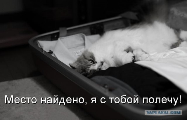 Котовторнику Да (09.12.08)