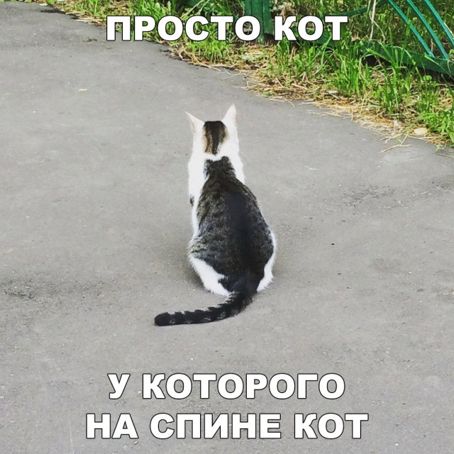 Немного милоты