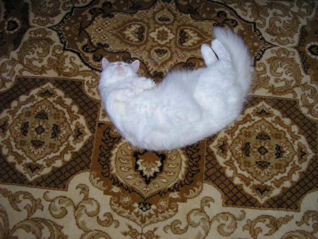 Спят усталые котейки